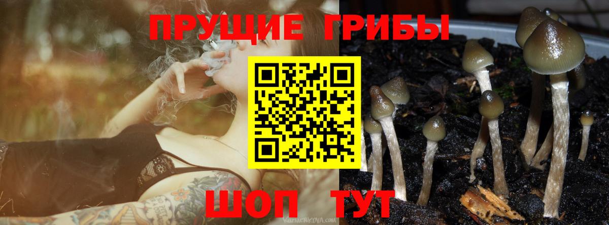 Псилоцибиновые грибы мицелий Беслан